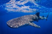 Whale Sharks Return to Phuket