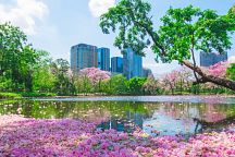 Tebabuia Blossom Season in Bangkok Begins